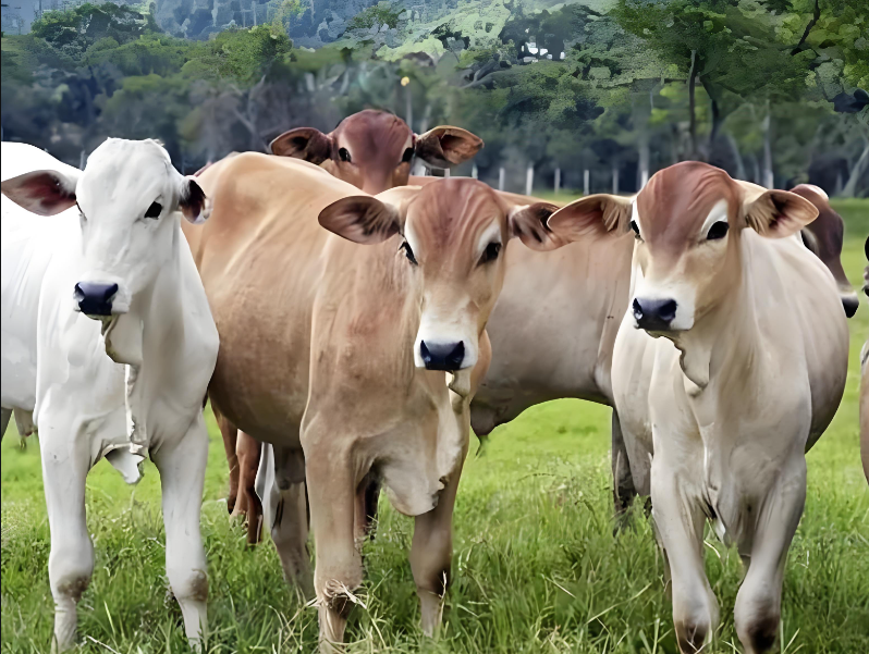 Animal Management